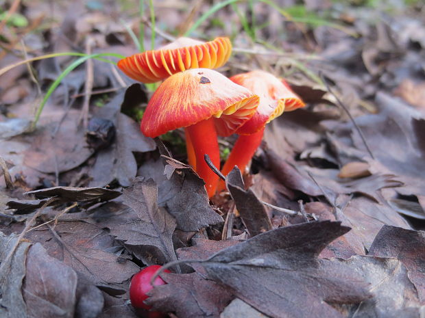 lúčnica šarlátová Hygrocybe coccinea (Schaeff.) P. Kumm.