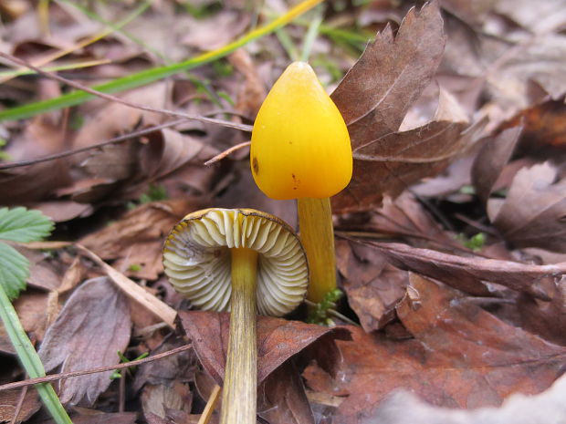 lúčnica kužeľovitá Hygrocybe conica (Schaeff.) P. Kumm.