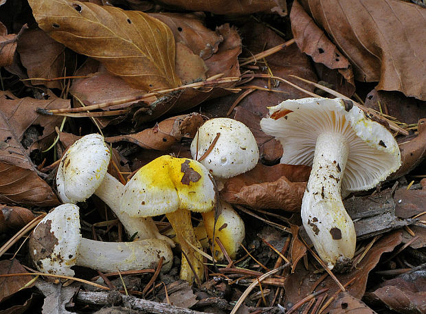 šťavnačka žltovločkatá Hygrophorus chrysodon (Batsch) Fr.