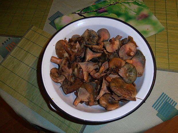 rýdzik pravý Lactarius deliciosus (L.) Gray
