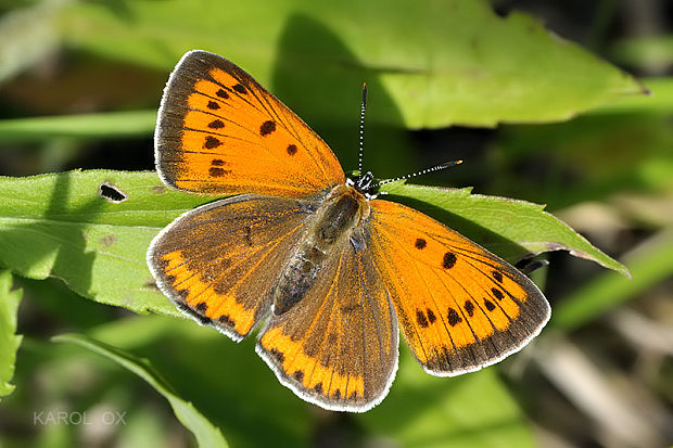 ohniváčik veľký  Lycaena dispar