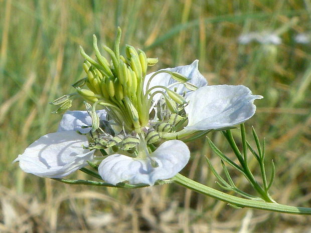 černuška roľná Nigella arvensis L.