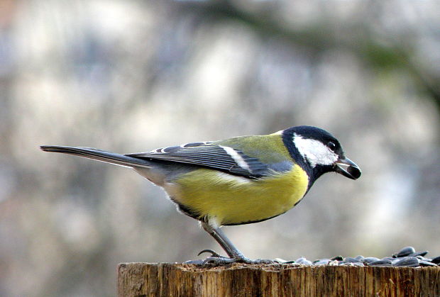 sýkorka bielolíca Parus major