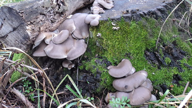 hliva ustricovitá Pleurotus ostreatus (Jacq.) P. Kumm.