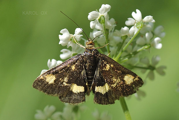 víjačka zlatoškvrnná Pyrausta aurata