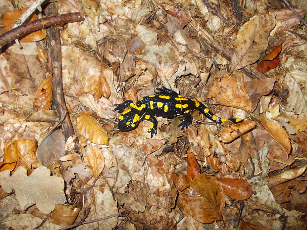 salamandra skvrnita Salamandra salamandra