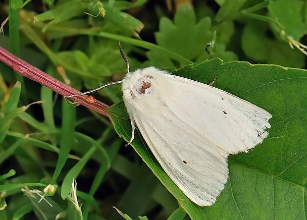 spriadač žihľavový Spilosoma urticae