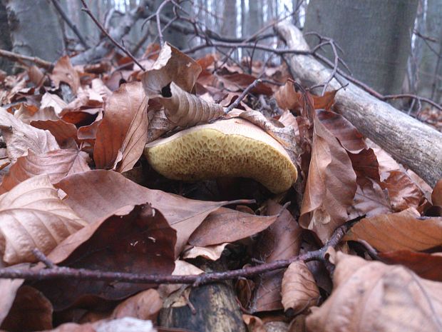 suchohríb Xerocomus sp.