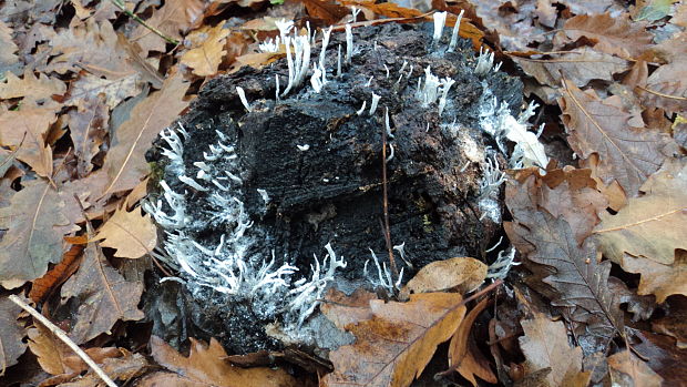 drevnatec parohatý Xylaria hypoxylon (L.) Grev.