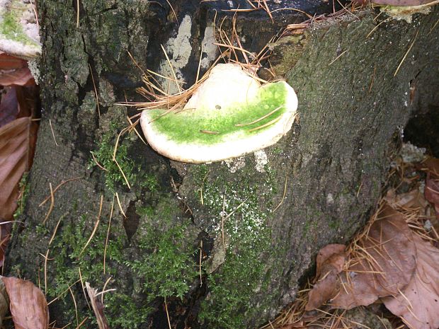 neidentifikovaná huba