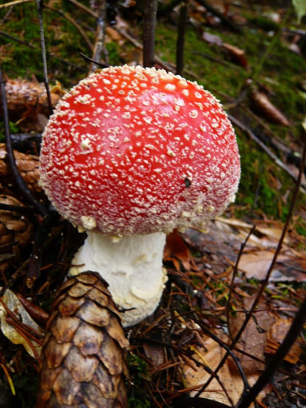 muchotrávka červená Amanita muscaria (L.) Lam.