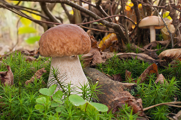 hríb smrekový Boletus edulis Bull.