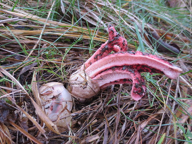 mrežovka kvetovitá Clathrus archeri (Berk.) Dring