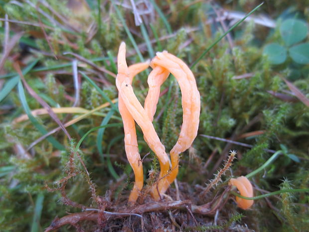 pakonárovka žltooranžová Clavulinopsis helvola (Pers.) Corner