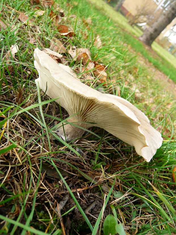 strmuľka inovaťová Clitocybe nebularis (Batsch) P. Kumm.