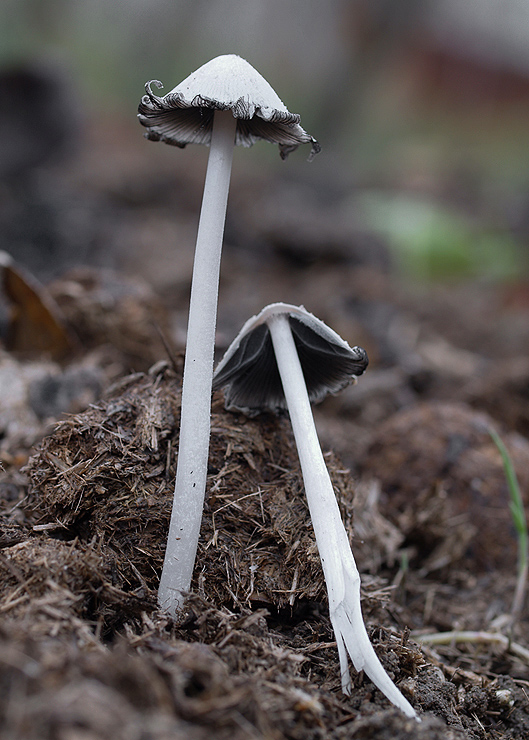 hnojník snehobiely Coprinopsis nivea (Pers.) Redhead, Vilgalys & Moncalvo