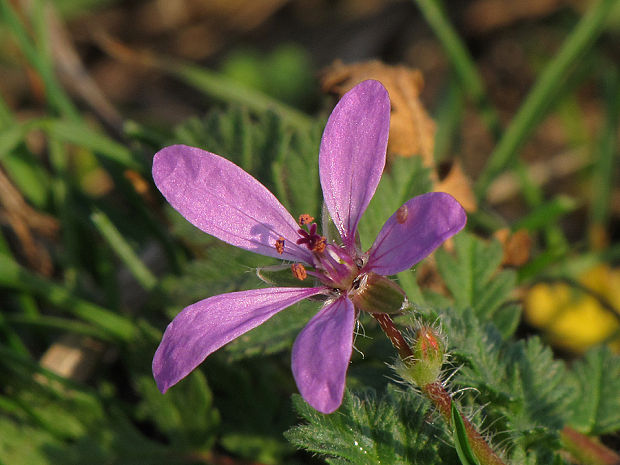 bociannik rozpukovitý Erodium cicutarium (L.) L