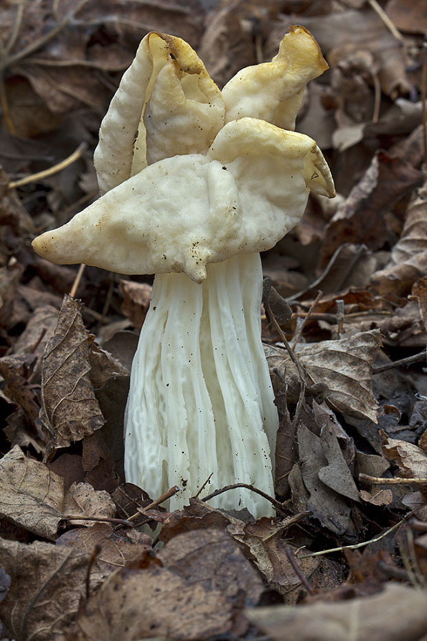 chriapač kučeravý Helvella crispa (Scop.) Fr.