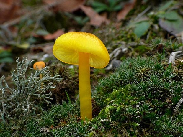 lúčnica citrónovožltá Hygrocybe chlorophana (Fr.) Wünsche