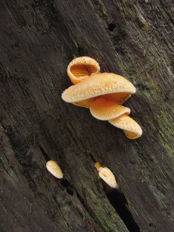 hlivník hniezdovitý Phyllotopsis nidulans (Pers.) Singer