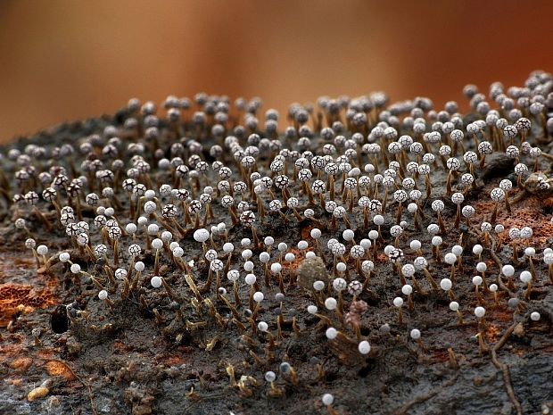 vápnikovec Physarum sp.