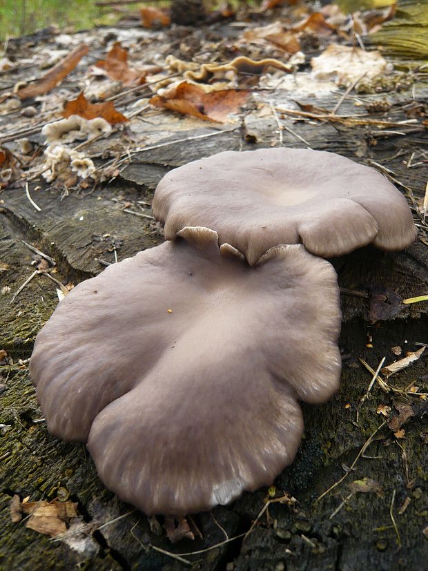 hliva ustricovitá Pleurotus ostreatus (Jacq.) P. Kumm.