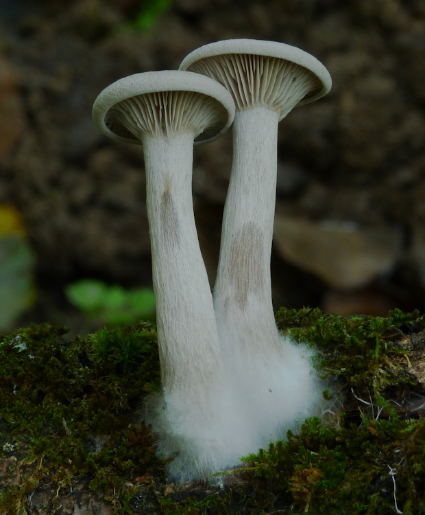 strmulica čiaškovitá Pseudoclitocybe cyathiformis (Bull.) Singer