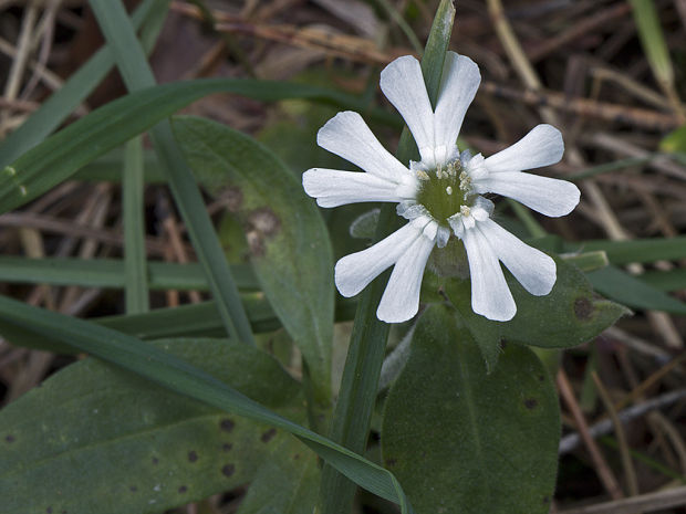 silenka biela pravá Silene latifolia subsp. alba (Mill.) Greuter et Burdet