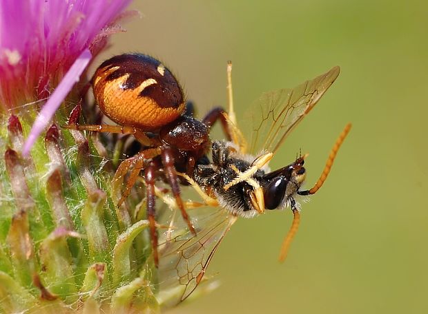 bežník Synema globosum