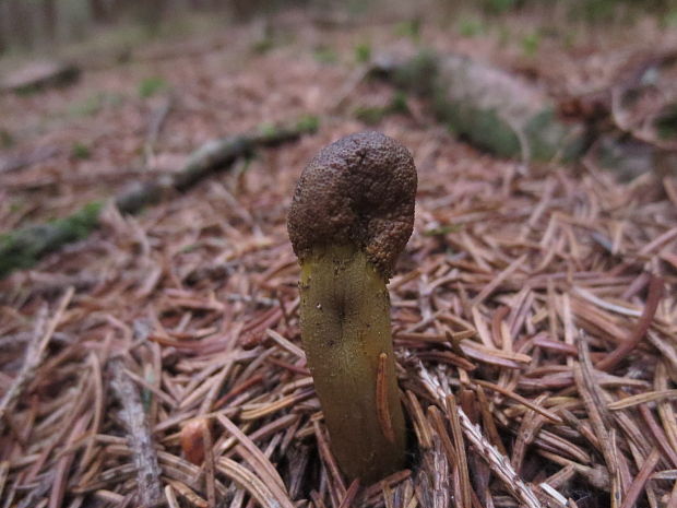 žezlovka hlavičkatá Tolypocladium capitatum (Holmsk.) Quandt, Kepler & Spatafora