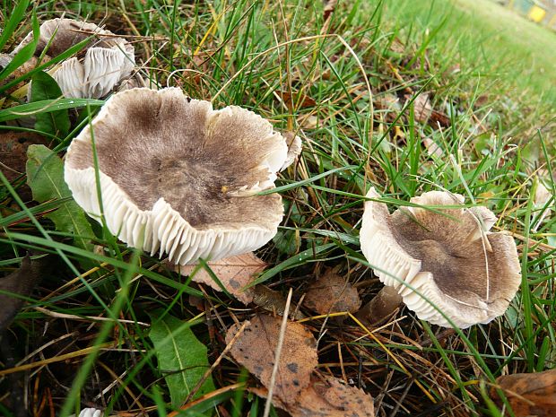 čírovka zemná Tricholoma terreum (Schaeff.) P. Kumm.