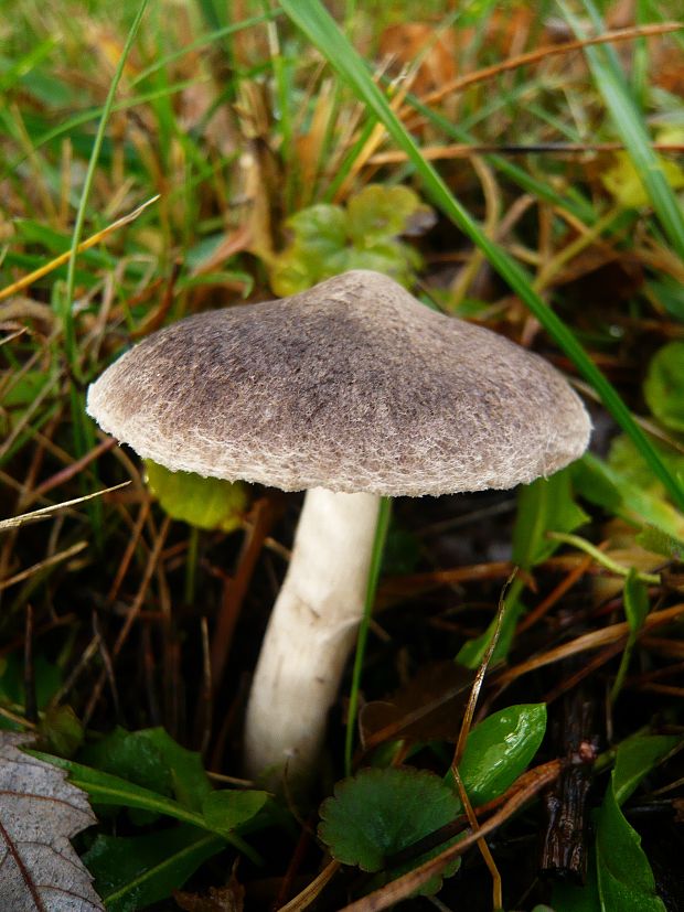 čírovka zemná Tricholoma terreum (Schaeff.) P. Kumm.