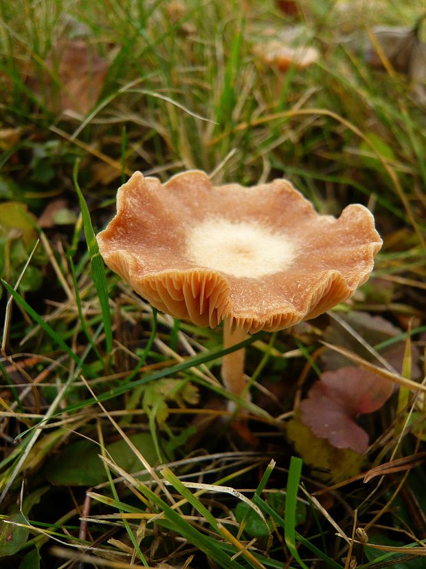 smeťovka Tubaria sp.