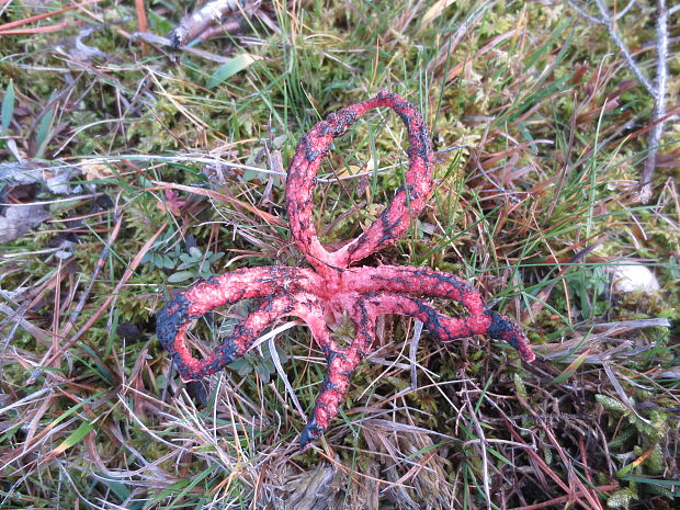 mrežovka kvetovitá Clathrus archeri (Berk.) Dring