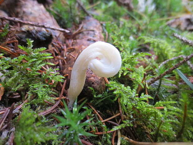 konárovka vráskavá Clavulina rugosa (Bull.) J. Schröt.