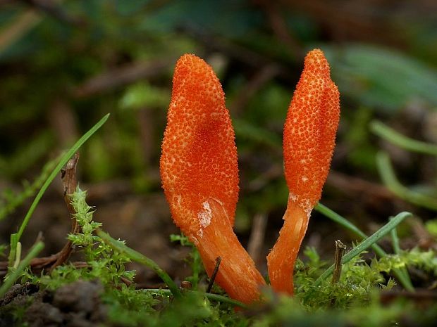 žezlovka hmyzová Cordyceps militaris (Fr.) Link