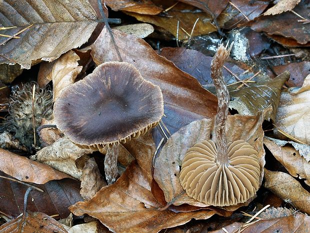 pavučinovec Kazimírov  Cortinarius casimiri (Velen.) Huijsman