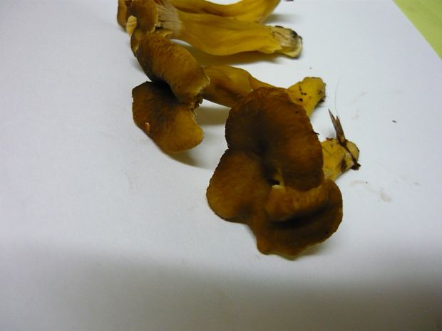 kuriatko lievikovité Craterellus tubaeformis (Fr.) Quél.