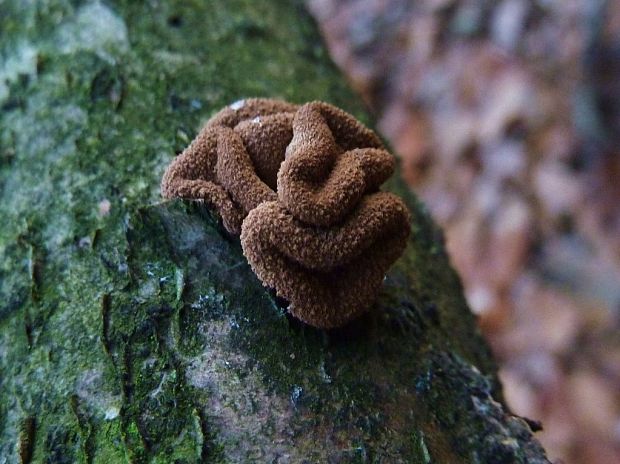 dutinovka otrubnatá Encoelia furfuracea (Roth) P. Karst.