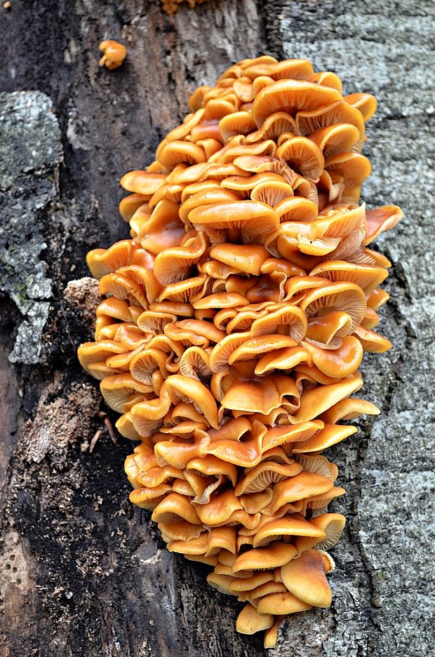 plamienka Flammulina sp.