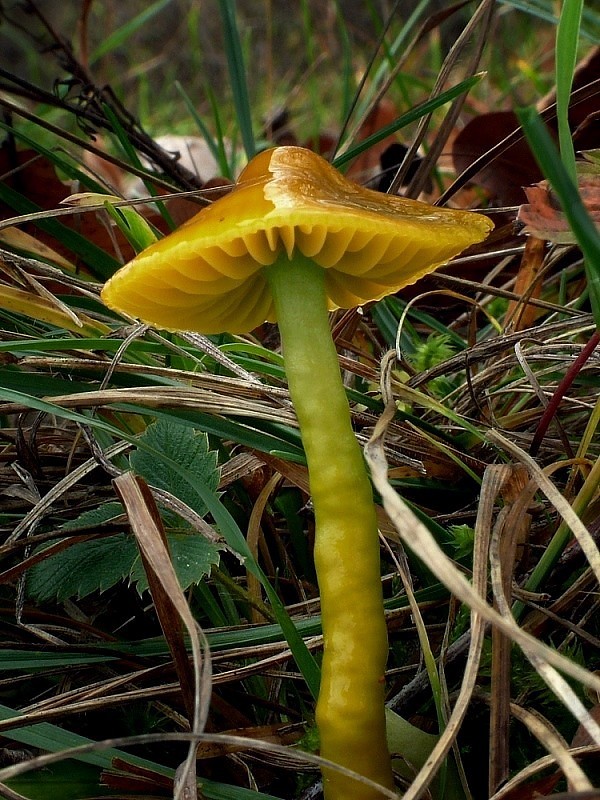 lúčnica žltozelená Gliophorus psittacinus (Schaeff.) Herink