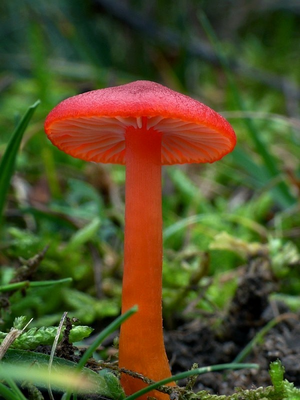 lúčnica šarlátová Hygrocybe coccinea (Schaeff.) P. Kumm.