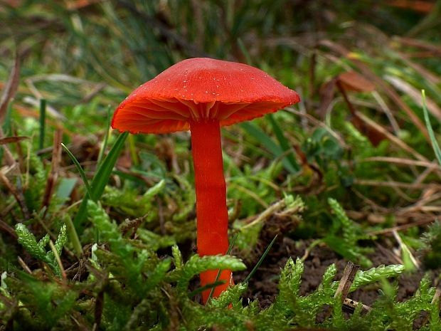 lúčnica šarlátová Hygrocybe coccinea (Schaeff.) P. Kumm.