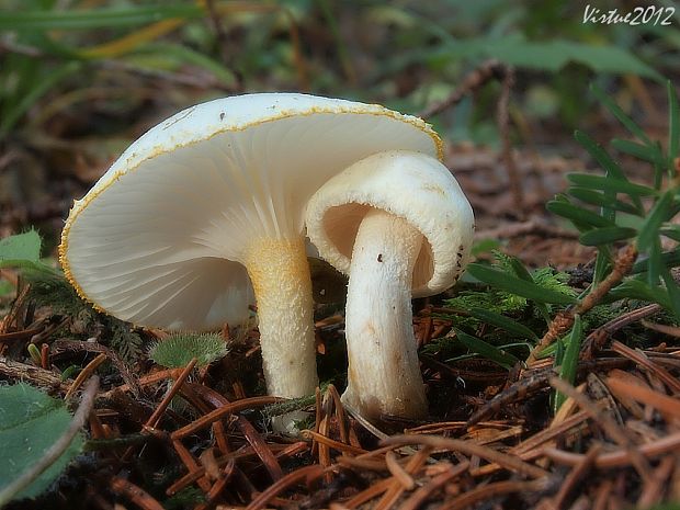 šťavnačka žltovločkatá Hygrophorus chrysodon (Batsch) Fr.