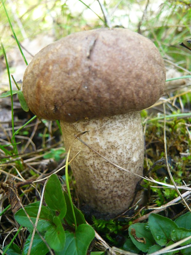 kozák topoľový f.robustná Leccinum duriusculum f. robustum  Lannoy & Estadès