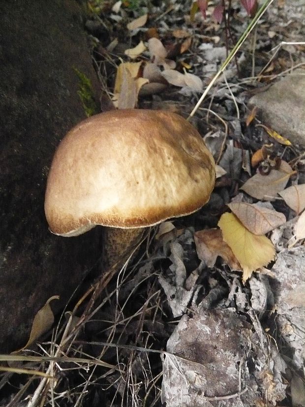 kozák brezový Leccinum scabrum (Bull.) Gray