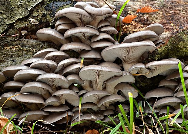 hliva ustricovitá modrastá Pleurotus columbinus Quél.