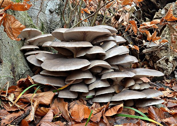 hliva ustricovitá modrastá Pleurotus columbinus Quél.