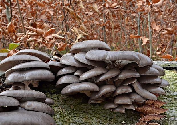 hliva ustricovitá modrastá Pleurotus columbinus Quél.