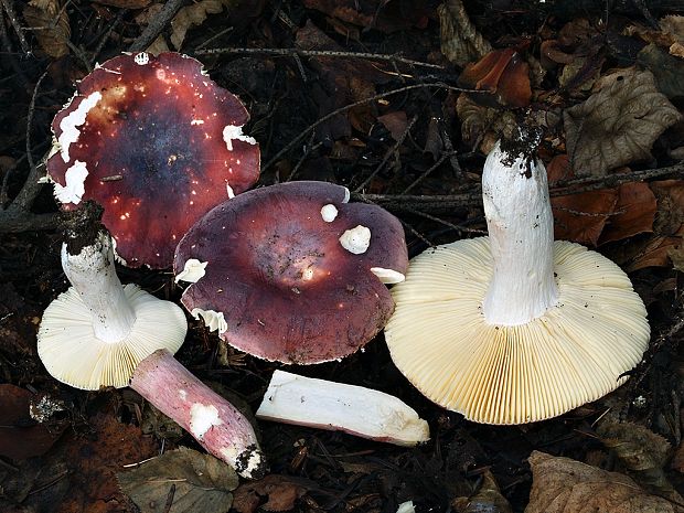 plávka zlomocná purpurovočervená Russula cf. sardonia f. pseudorrhodopoda Romagn. 1962